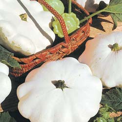 Courgette ptisson blanc